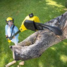 Best Grass Overseeding  in Somerdale, NJ