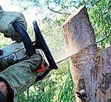 Best Hazardous Tree Removal  in Somerdale, NJ
