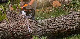 Best Landscape Design and Installation  in Somerdale, NJ