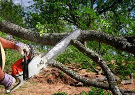 Reliable Somerdale, NJ Tree Removal Solutions