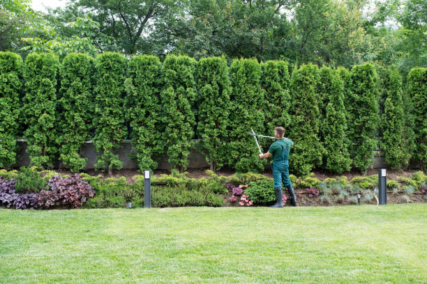 Best Tree Maintenance Programs  in Somerdale, NJ