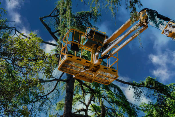 Best Storm Damage Tree Cleanup  in Somerdale, NJ