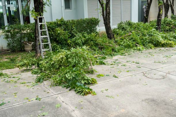  Somerdale, NJ Tree Removal Pros