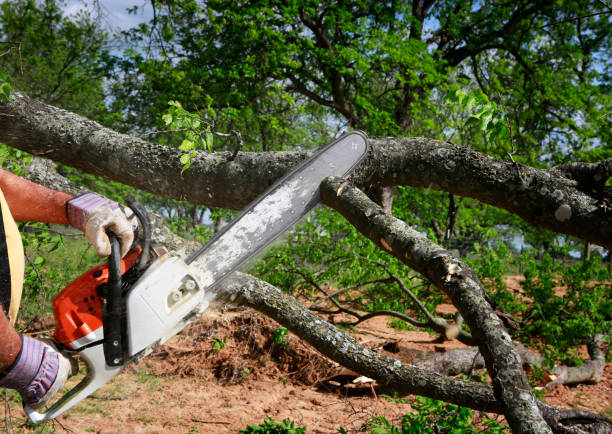 Best Root Management and Removal  in Somerdale, NJ